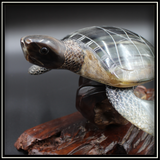 Horn Turtle on Rosewood Base