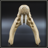 Walrus Cribbage Board