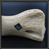 Walrus Cribbage Board