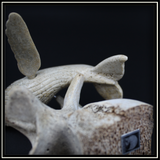Humpback Whale Carving